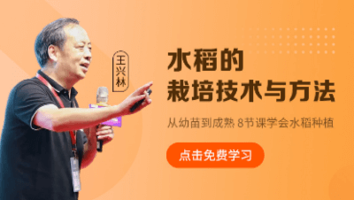 水稻的栽培技术与方法